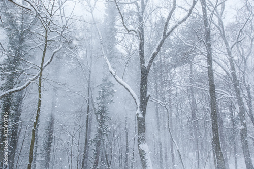 winter forest landscape  © babaroga