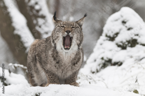lynx in winter