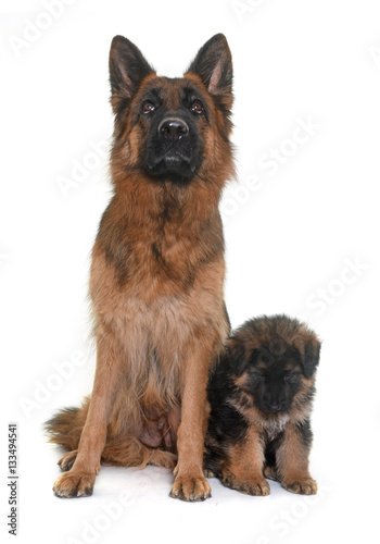puppy and adult german shepherd © cynoclub