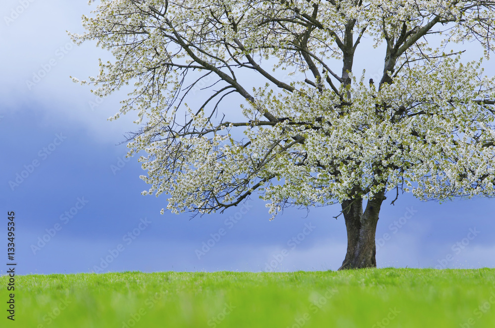 Spring cherry tree in blossom on green meadow under blue sky. Wallpaper in soft, neutral colors with space for your montage. Photo from clear, untouchable nature taken between april and may. Spring cherry tree in blossom on green meadow under blue sky. Wallpaper in soft, neutral colors with space for your montage. Photo from clear, untouchable nature taken between april and may.