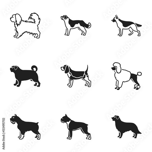 Dog breeds set icons in black style. Big collection of dog breeds vector symbol stock illustration photo