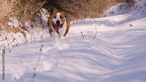 Fototapeta Naklejka Na Ścianę i Meble -  dog running in snow