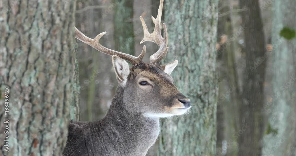 Group of fallow deer in the snow in a winter forest.
Group of fallow deer in the snow in a winter forest.
