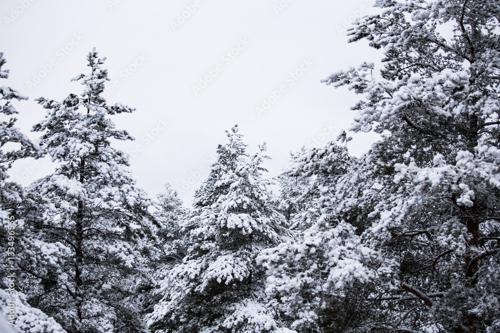 A beautiful winter landscape in nordic Europe, in gray, overcast day A beautiful winter landscape in nordic Europe, in gray, overcast day