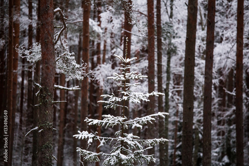 A beautiful winter landscape in nordic Europe, in gray, overcast day