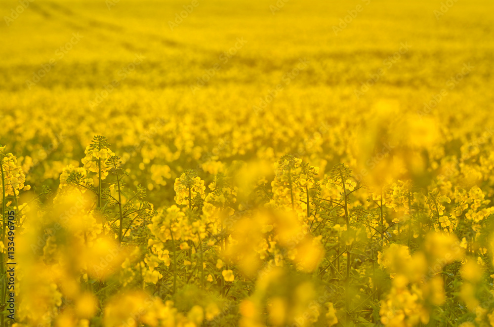 Obraz premium Blooming canola flowers on agricultural field. Rape in nature in spring. Bright Yellow oil. Flowering rapeseed. Photo with space for your montage