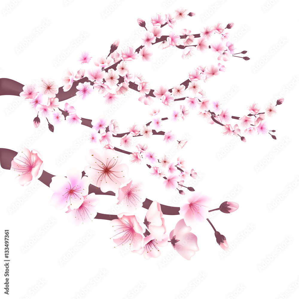 Realistic sakura japan cherry branch with blooming flowers vector ...