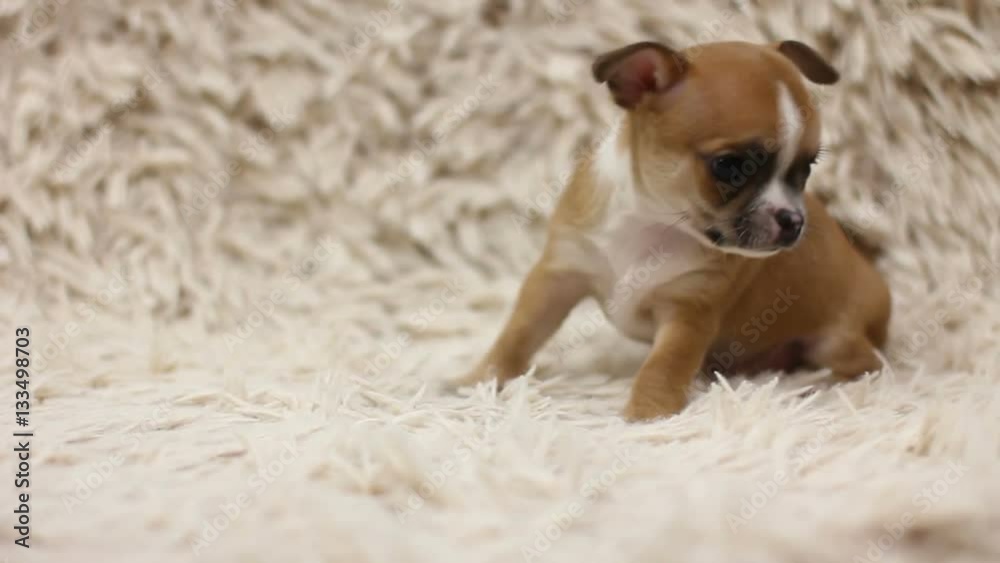 Puppy of chihuhua on sofa with white cover Puppy of chihuhua on sofa with white cover