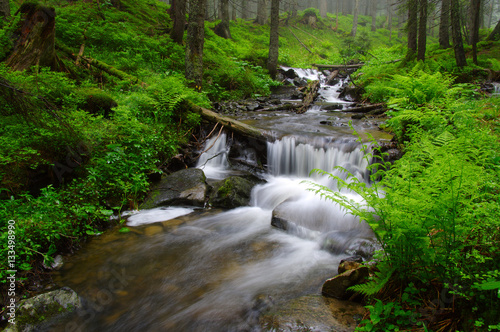 Fototapeta Naklejka Na Ścianę i Meble -  River in the woods