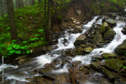 River in the woods