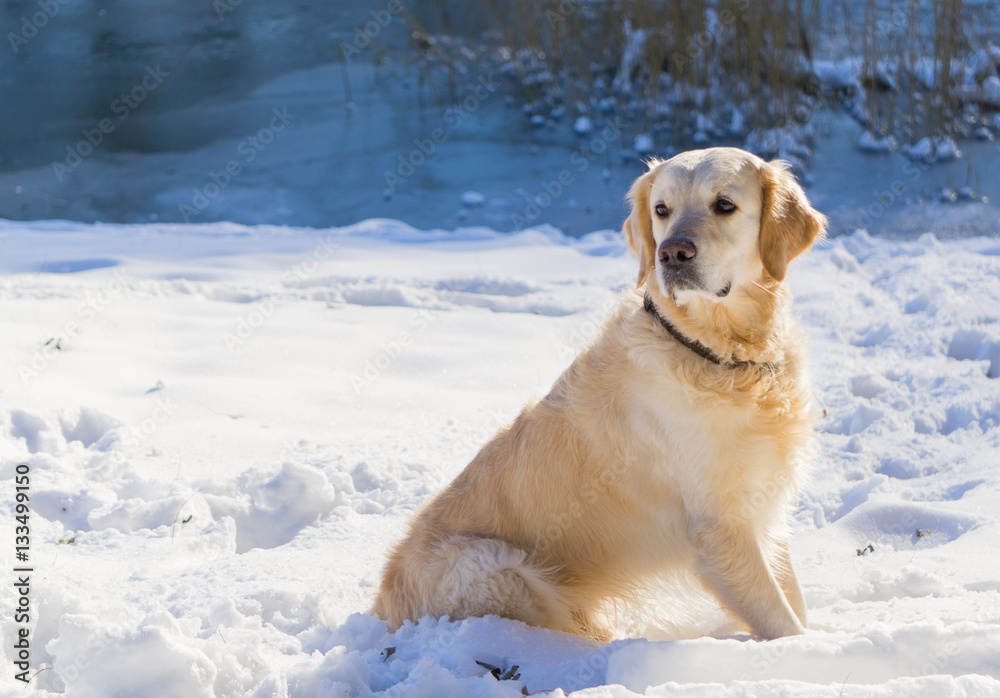Adorable golden retriever dog sitting on snow outdoor near the lake.  Winter in park. Horizontal, Copy Space.