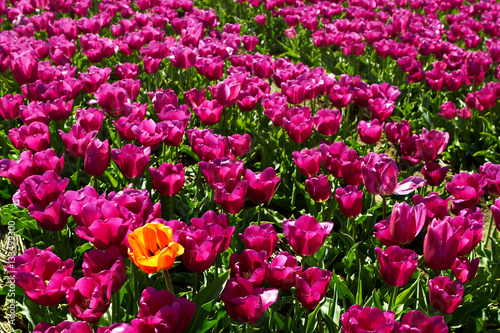 Wallpaper Mural One yellow orange tulip among violet ones Torontodigital.ca