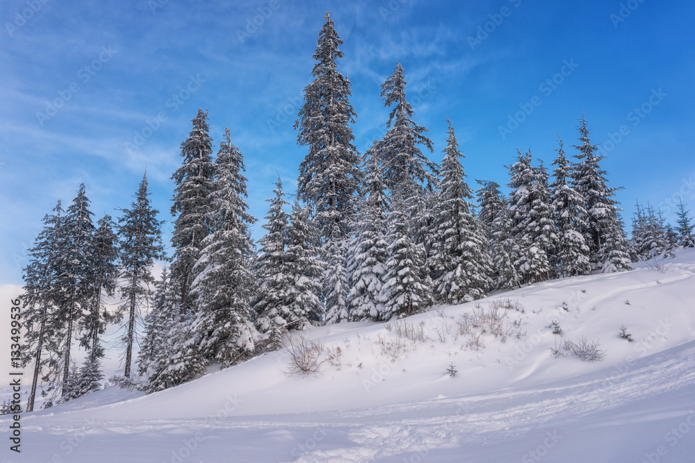 A lot of beautiful fir trees covered with fresh fluffy snow on the mountain hill, day time winter landscape with blue sky A lot of beautiful fir trees covered with fresh fluffy snow on the mountain hill, day time winter landscape with blue sky