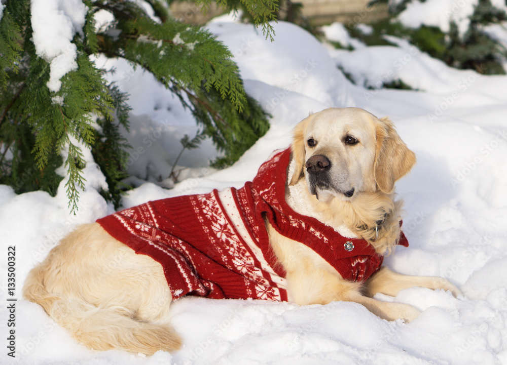 Adorable golden retriever dog wearing warm red christmas coat lie on snow.  Winter in park. Horizontal, copy space. Stock Photo | Adobe Stock