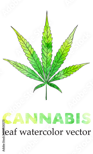 Marijuana leaf watercolor painting, vector image