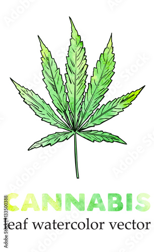 Marijuana leaf watercolor painting, vector image