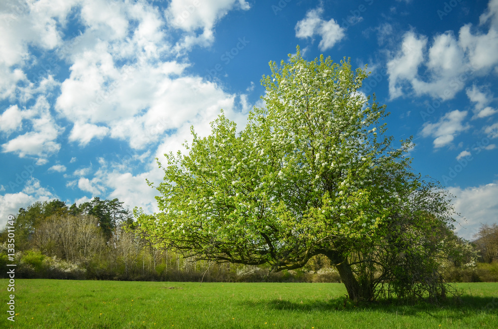 Spring blossom pear tree under blue sky full of clouds. Colorful photo with space for your montage. Spring blossom pear tree under blue sky full of clouds. Colorful photo with space for your montage.