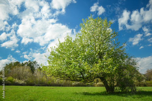 Spring blossom pear tree under blue sky full of clouds. Colorful photo with space for your montage.