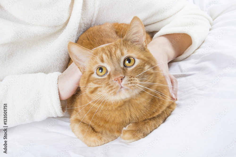 Beautiful domestic ginger orange cat Portrait looking ginger cat
