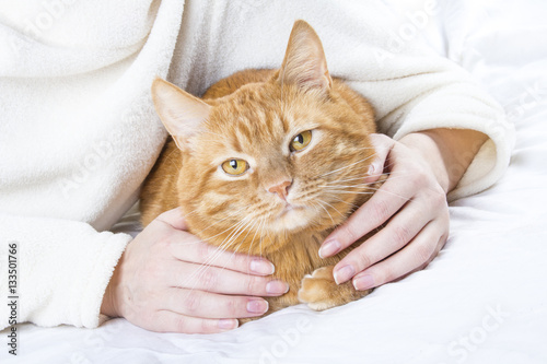Beautiful domestic ginger orange cat Portrait looking ginger cat 