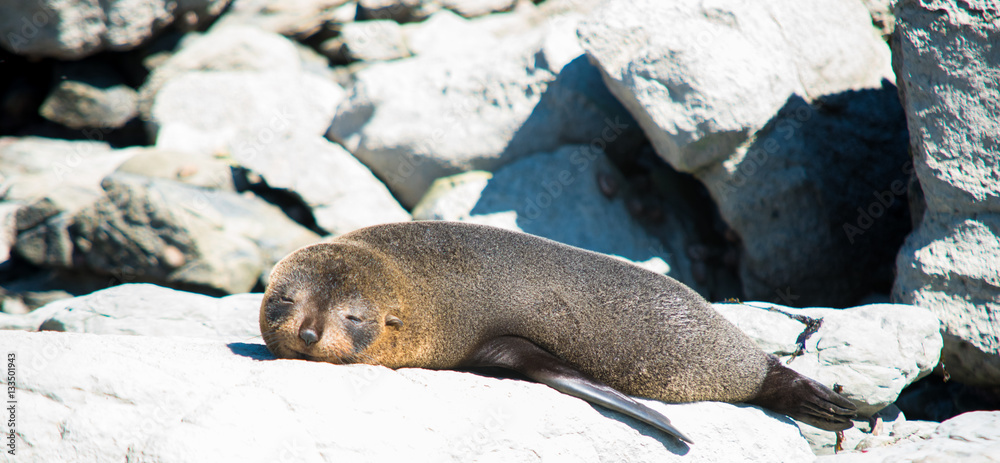 Obraz premium A good dream