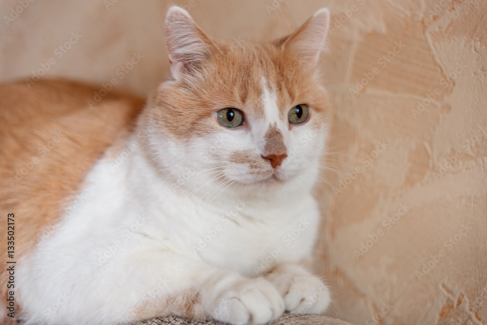 Beautiful white cat with red spots. Pussy pale yellow is and looks right. Pet well - groomed and healthy. The cat lives in the house Beautiful white cat with red spots. Pussy pale yellow is and looks right. Pet well - groomed and healthy. The cat lives in the house