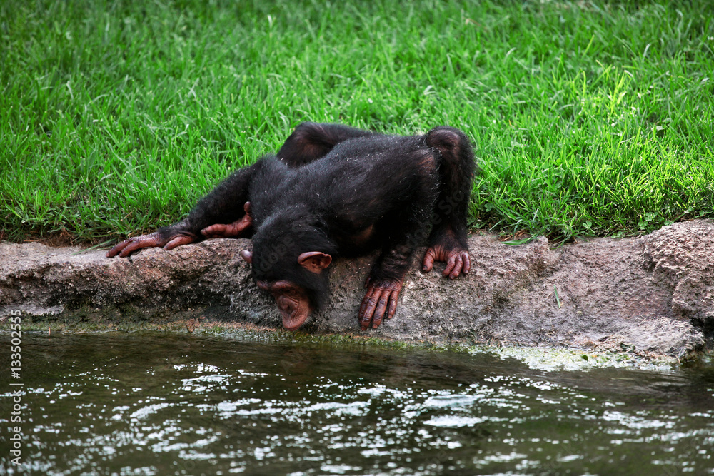 Monkey chimpanzee drinking water from the river Monkey chimpanzee drinking water from the river