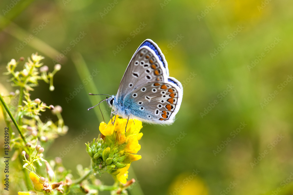 Obraz premium Colorful butterfly closeup. Blue orange gossamer-winged Polyommatus icarus on clover flower. Summer time greenery color landscape background, macro shallow depth of field