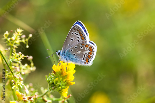 Colorful butterfly closeup. Blue orange gossamer-winged Polyommatus icarus on clover flower. Summer time greenery color landscape background, macro shallow depth of field
