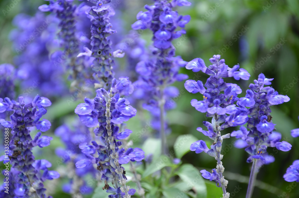 Blooming blue bugleweeds Ajuga Blooming blue bugleweeds Ajuga