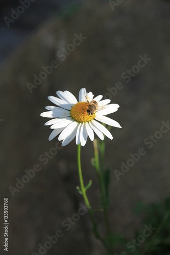 bee collects pollen sitting on a camomile