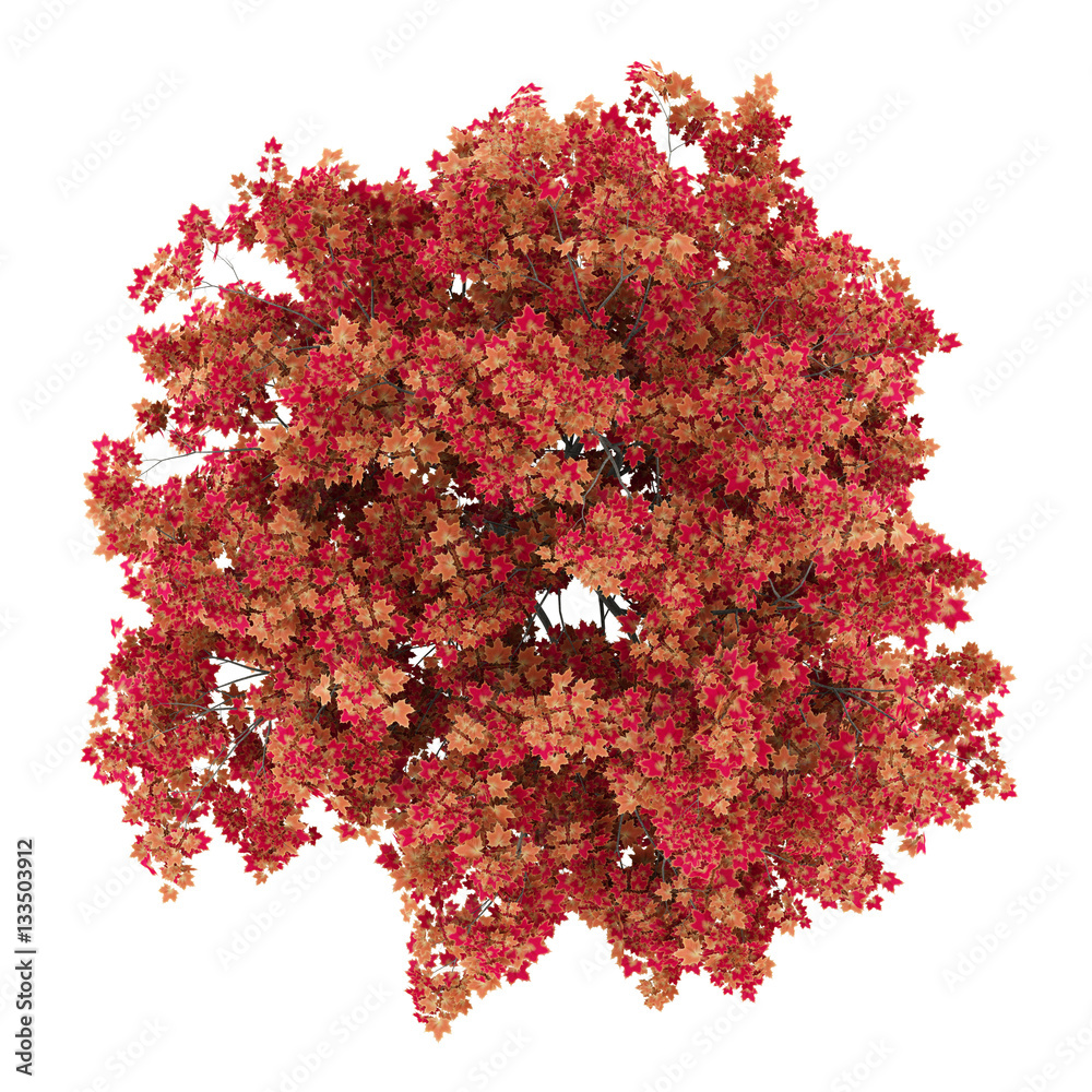 Fototapeta premium top view of japanese maple tree isolated on white background