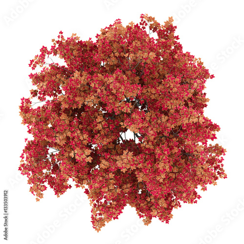 top view of japanese maple tree isolated on white background