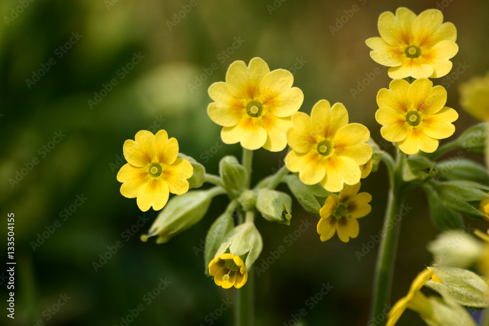 Beautiful yellow wild primulas on a natural background in spring Beautiful yellow wild primulas on a natural background in spring