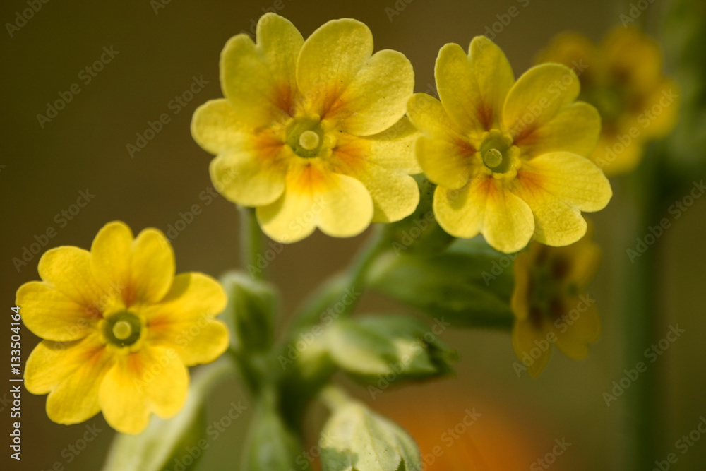 Obraz premium Beautiful yellow wild primulas on a natural background in spring