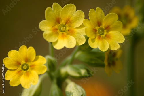 Beautiful yellow wild primulas on a natural background in spring