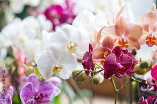 Colorful flower Orchids. Beautiful Orchidaceae Phalaenopsis pink, red, violet orchid flowers closeup. shallow depth field photo