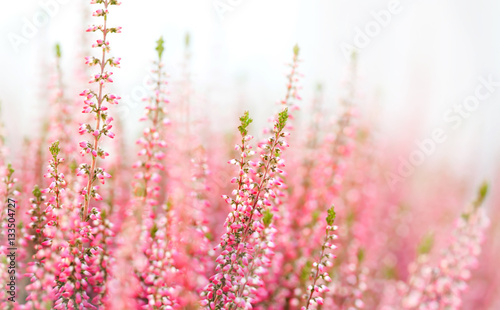 Violet Heather flowers field Calluna vulgaris. Small pink lilac plants, white background. soft focus. copy space shallow depth field.