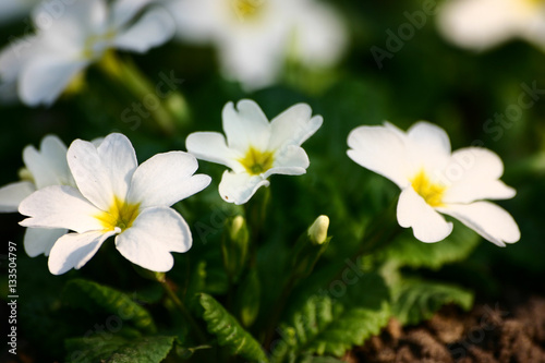 Beautiful white primulas on a natural background in spring