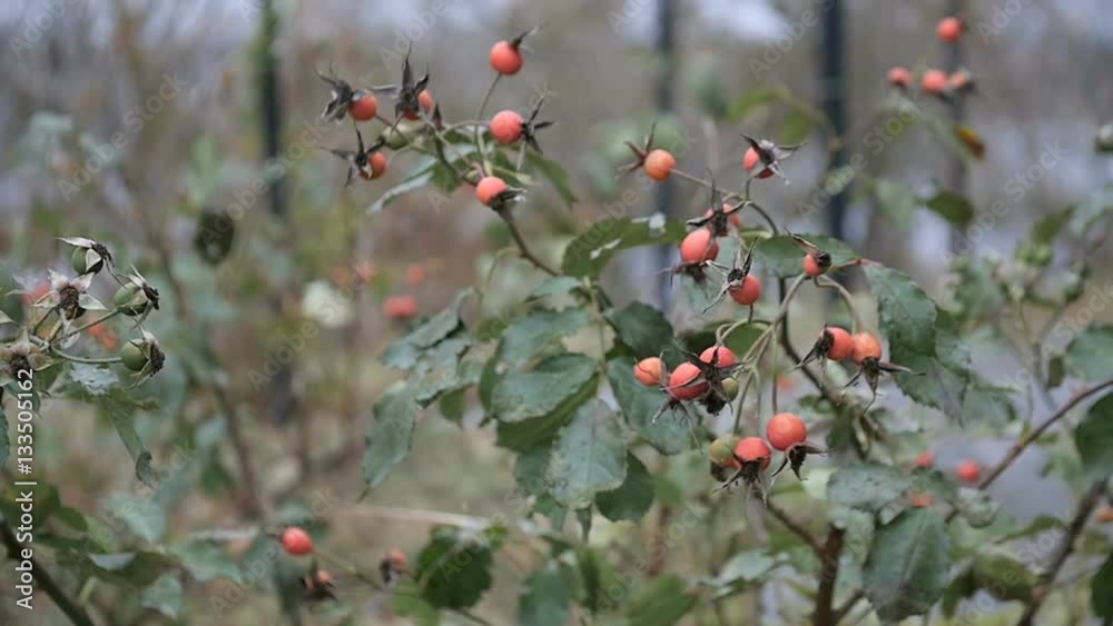rose hips. Rosehip berries orange smudge on a bush against the blue sky. Useful berries for human healthy tea for kidney rose hips. Rosehip berries orange smudge on a bush against the blue sky. Useful berries for human healthy tea for kidney