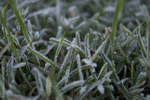 Frosty Grass
