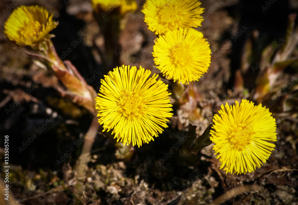 Beautiful yellow coltsfoots on a natural background in spring Beautiful yellow coltsfoots on a natural background in spring