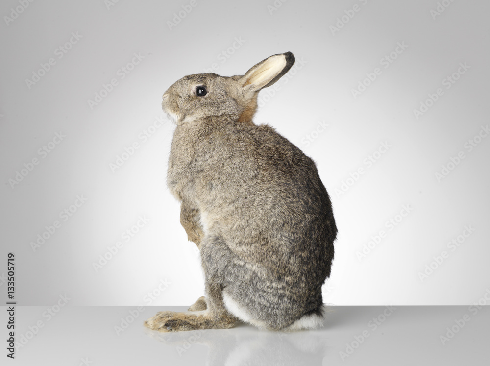 Fototapeta premium Taxidermy Rabbit on grey background