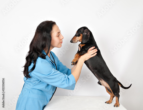Dachshund dog examination by a good caring veterinary doctor