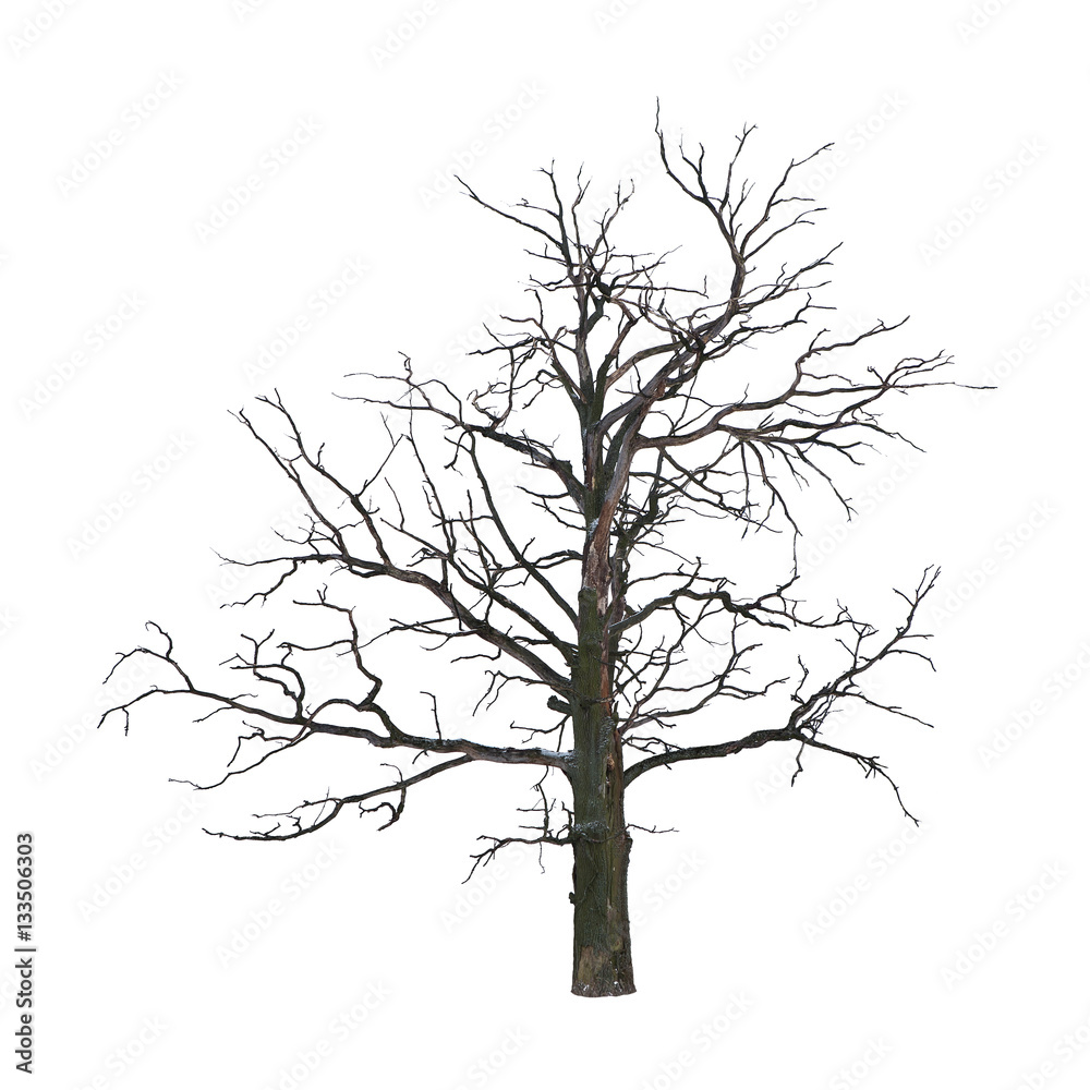 Dead tree in the winter isolated on white background