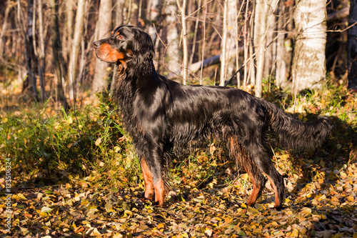 Gordon Setter hunting dog standing in the front in the autumn fo