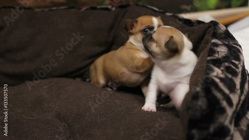 Funny plays of chihuhua puppies