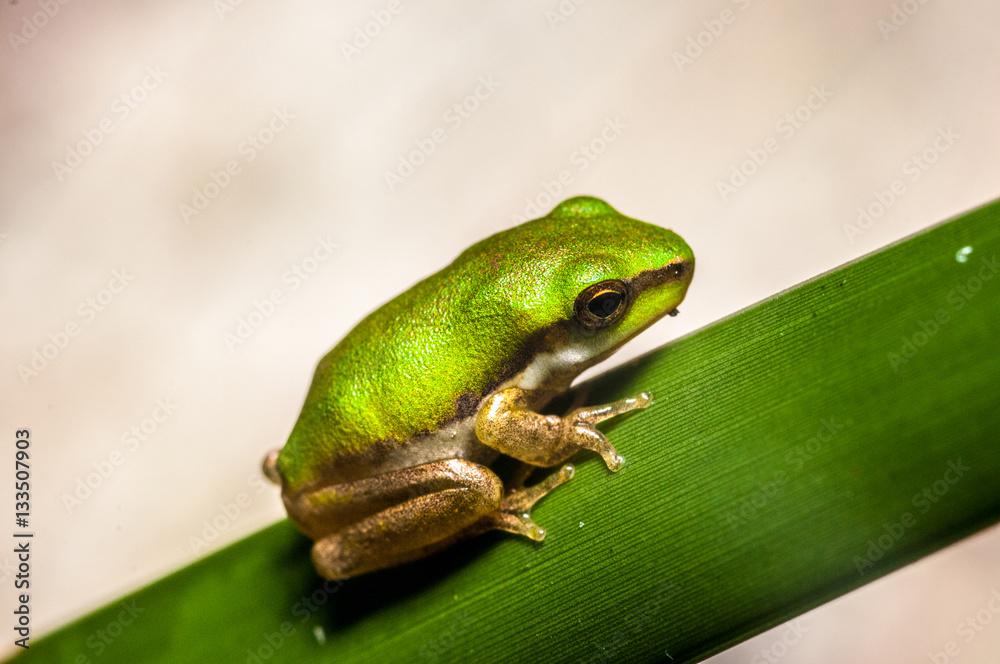 Naklejka premium mini frog on a blade of grass