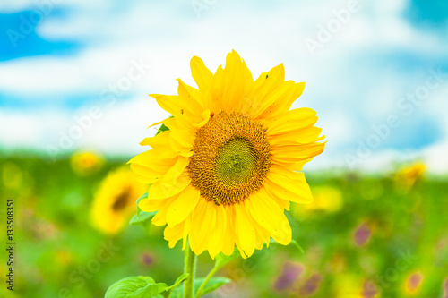 view of a single sunflower and a sunflower field in the background