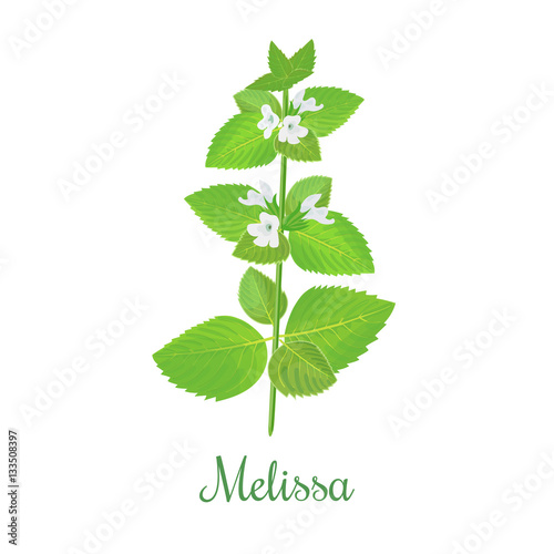 fresh melissa plant. Also Lemon balm or balm mint photo